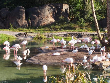 Greater Flamingos