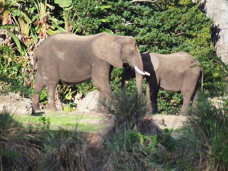 Elephants