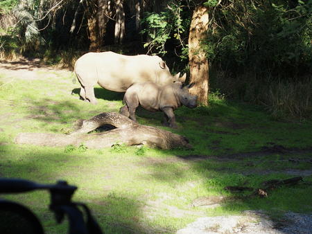 White Rhinoceros
