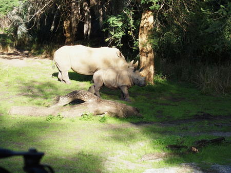 White Rhinoceros #2