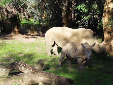 White Rhinoceros #3