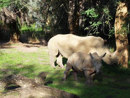 White Rhinoceros #4