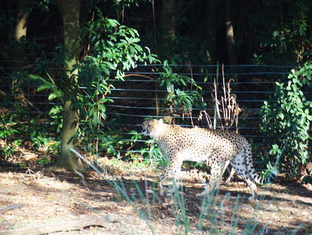Cheetah