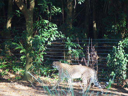 Cheetah #2