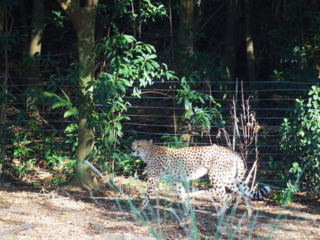 Cheetah #3