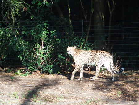 Cheetah #4