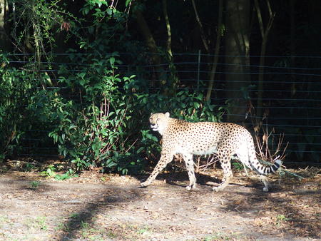 Cheetah #5