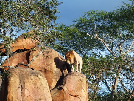 Lion