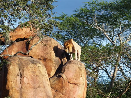 Lion #2