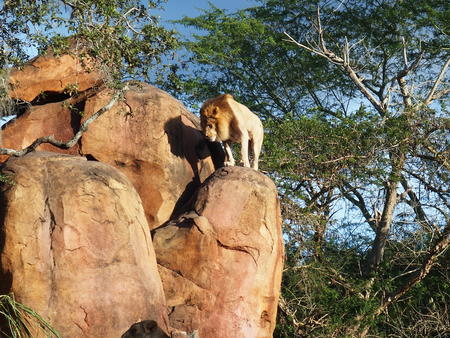 Lion #3