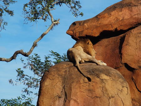 Lion #6
