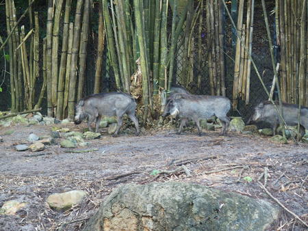 Warthogs