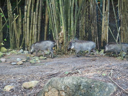 Warthogs #3