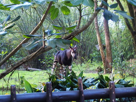 Okapi