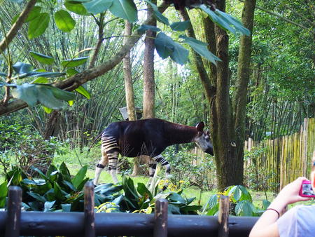 Okapi #2