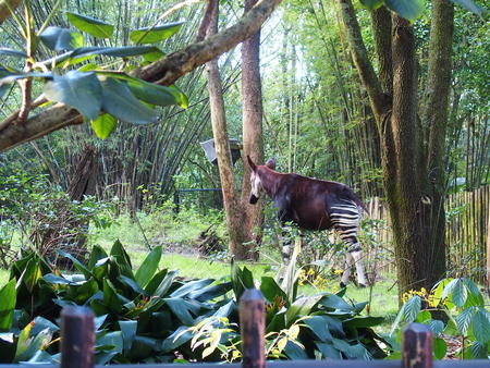 Okapi #3