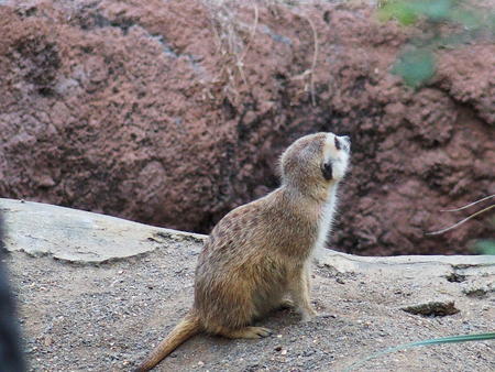 Meerkat #2