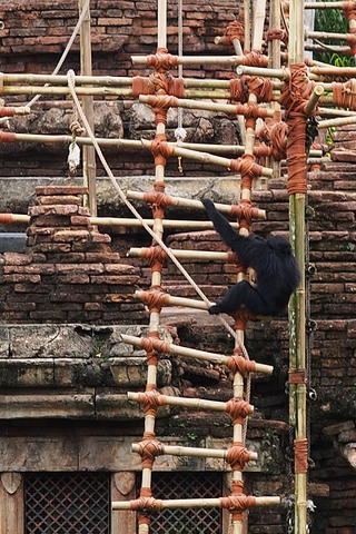 Monkeys #3