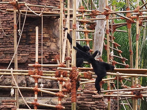 Monkeys #4