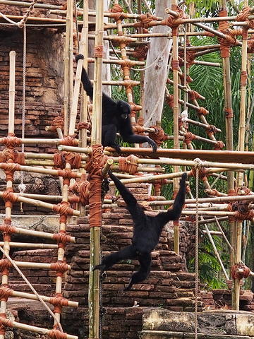 Monkeys #5