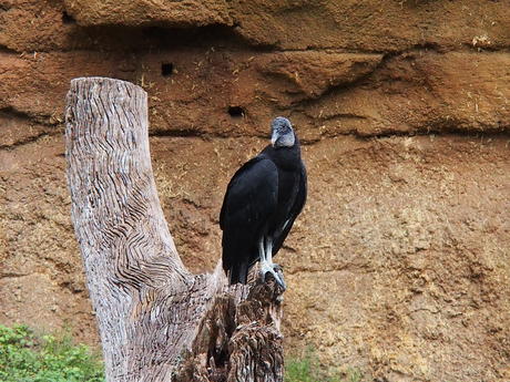 Vulture