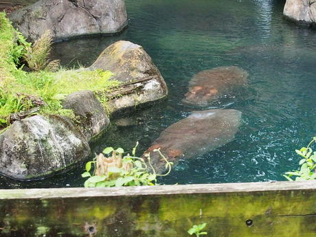 Nile Hippopotamus