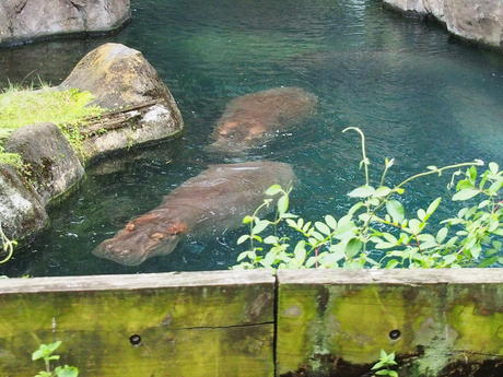 Nile Hippopotamus #2