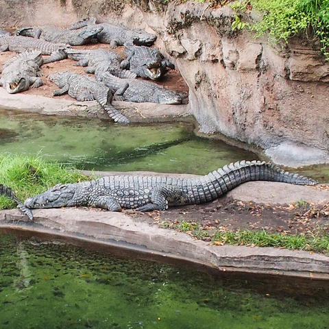 Nile Crocodile #2
