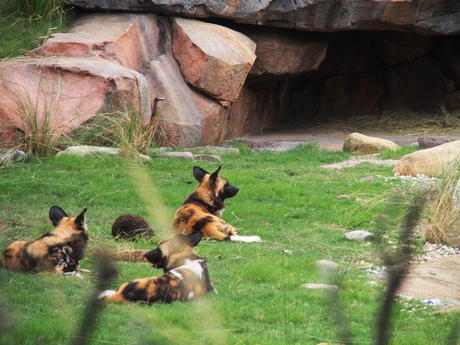 Painted Dogs