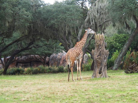 Giraffe #3