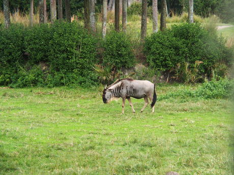 Wildebeast