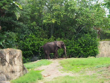 Elephant #3