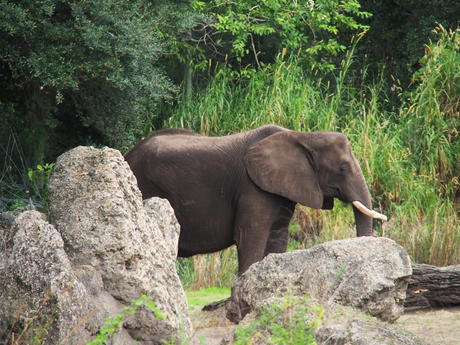 Elephant #5