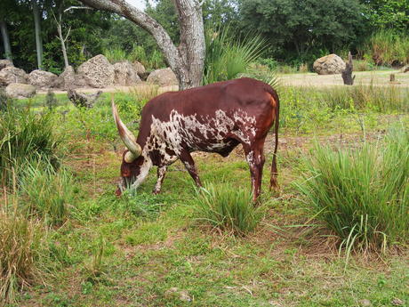 Anikole cattle