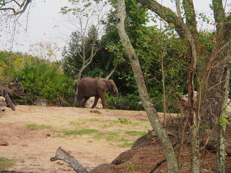 Elephant #7