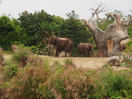 Elephants #5