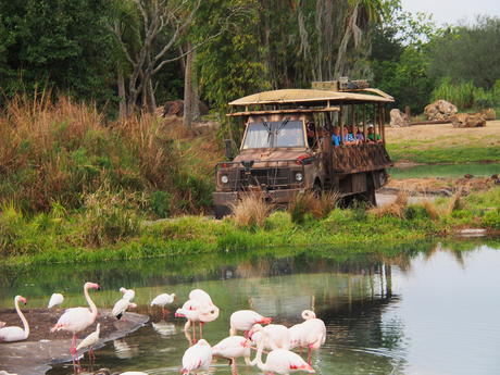 Safari vehicle