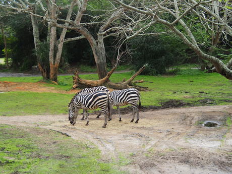 Zebra
