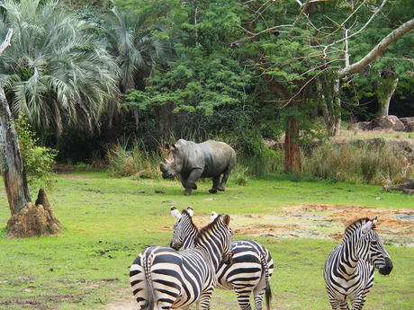 Running white rhinoceros