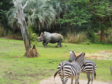 Running white rhinoceros #3