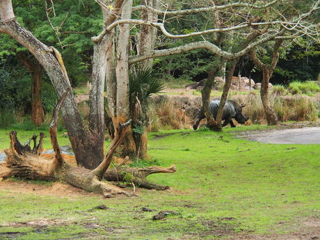 Running white rhinoceros #6