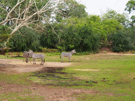 Zebra #2