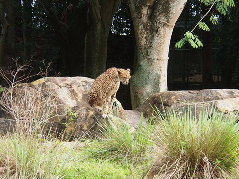 Cheetah #6