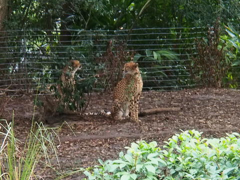 Cheetah #10