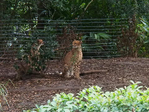 Cheetah #11