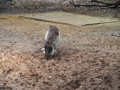 Warthog