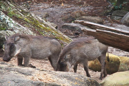 Warthogs #4