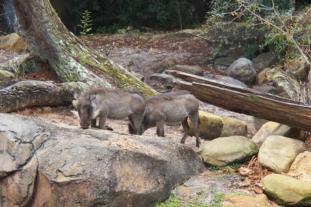 Warthogs #5