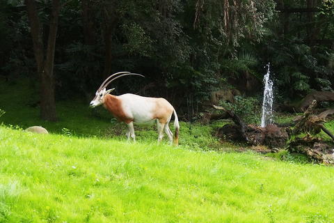 Scimitar-horned Oryx