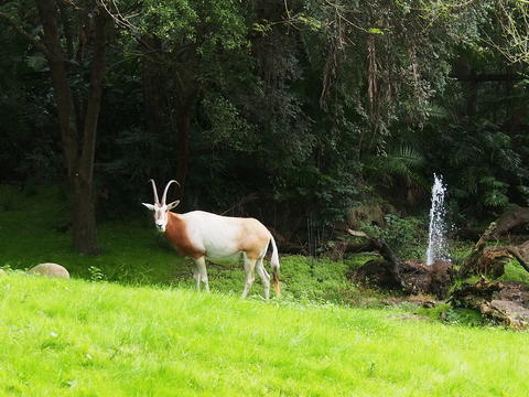 Scimitar-horned Oryx #2